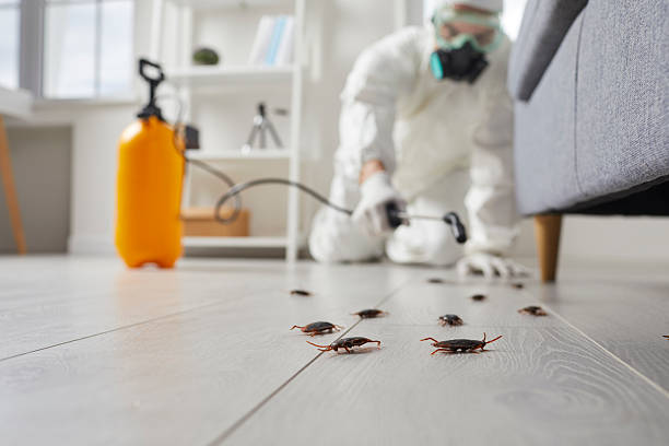 Post-Treatment Bed Bug Interceptor Monitoring in Bethany